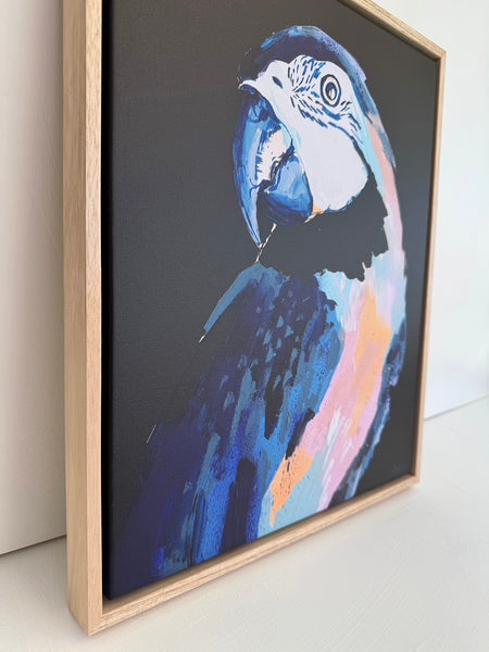 'Black Macaw' XS Framed Canvas Print