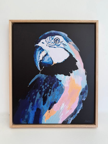 'Black Macaw' XS Framed Canvas Print