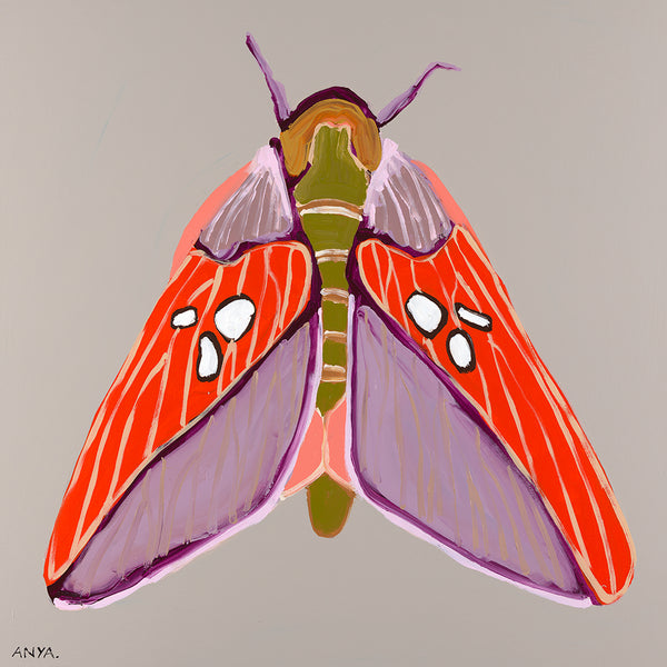 'Moth #10' CANVAS PRINT