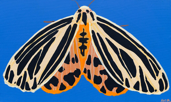 'Moth #16' PAPER PRINT