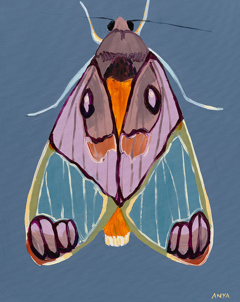 'Moth #24' CANVAS PRINT