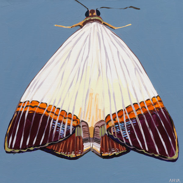 'Moth #33' CANVAS PRINT