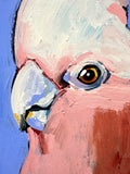 'Galah'