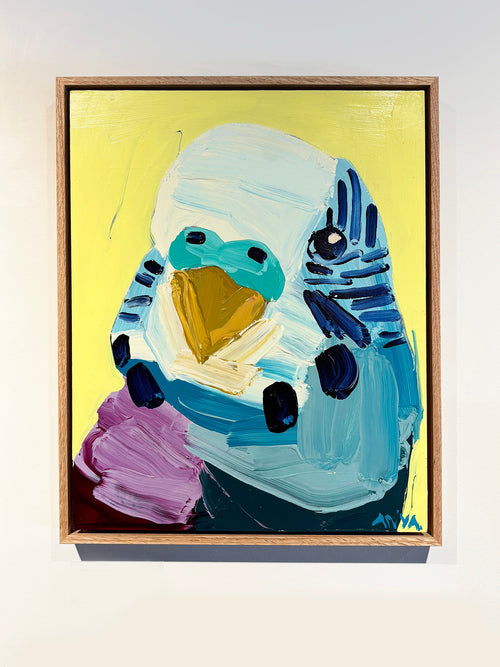 'Yellow Budgie'