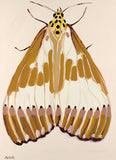 'Moth #2' Paper PRINT