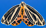 'Moth #16' PAPER PRINT