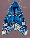 'Moth #21'