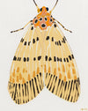 'Moth #22' PAPER PRINT