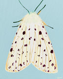 'Moth #26' PAPER PRINT
