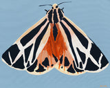 'Moth #29'