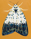'Moth #40'