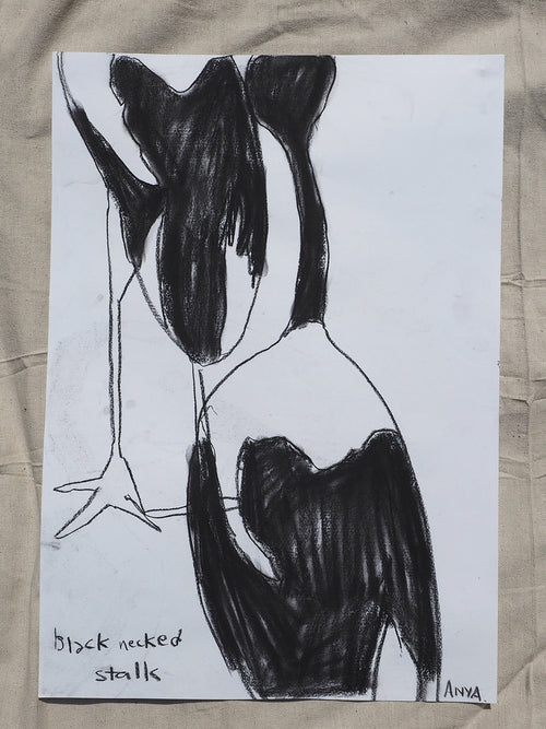 'Black Necked Stork'